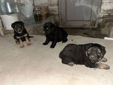 itlər afcarka: Alman çoban iti, 1 ay, Dişi, Peyvəndli, Ünvandan götürmə, Pulsuz çatdırılma, Ödənişli çatdırılma