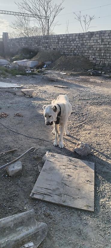 İtlər: Alabay, 2 il, Erkek — 3