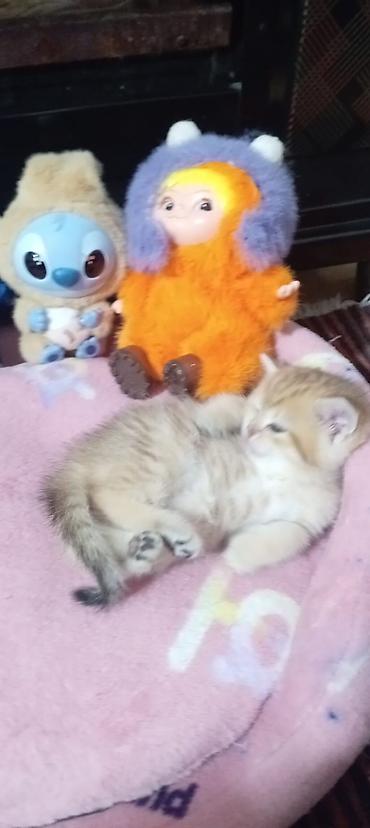 Pişiklər: Britan, Yaxşı əllərə — 44