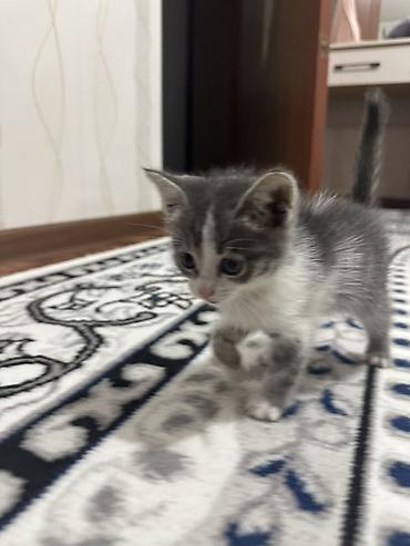 рысь кошка: Котёнок, серо-белый тигровый окрас - Пол: девочка - Возраст: выглядит — 4