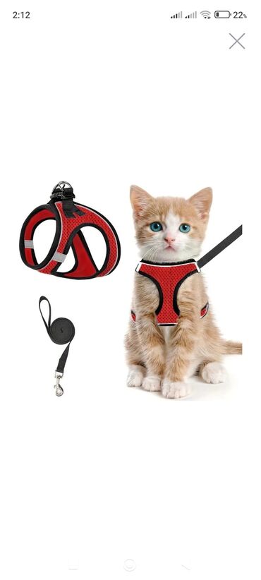 Pişiklər: Şotland, Dişi, Yaxşı əllərə, Pulsuz çatdırılma — 9