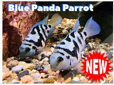 balıqlar: Akvarium baliqları, Ansitruslar sarı ve qara, Sapfir Panda Papuqay ve