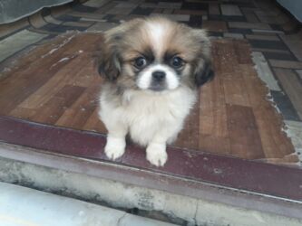 İtlər: Pekines, 1 ay, Dişi, Ödənişli çatdırılma — 6