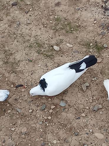 goyercin satisi 2019: Hazır cutdule qiymət sondur uçuşuna cavabdehliknen — 3