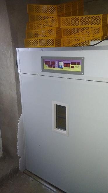 İnkubatorlar: Tam avtomat — 2