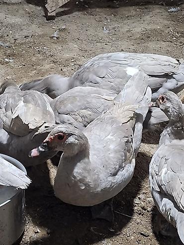 atlarin satisi: Temiz cins cavan lavanda ordekleri satilir tam damazliq 9 disi 1 erkek — 2