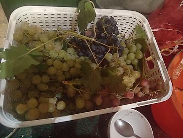 Фундук: Продажа саженцев винограда и фундука осенняя для посадки,как и — 5