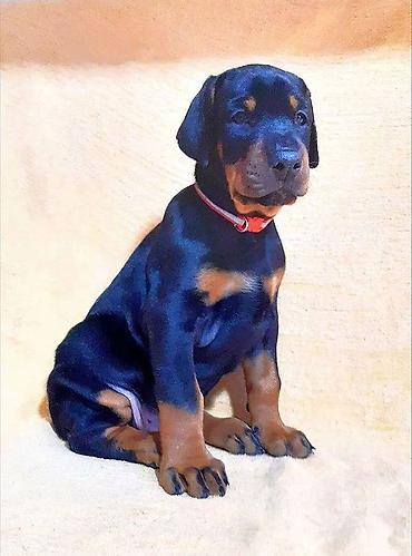 itler: Doberman, 2 ay, Erkək, Sənədli, Pulsuz çatdırılma — 9