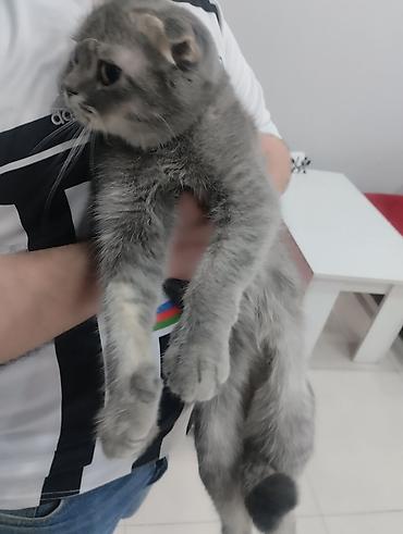 Pişiklər: Şotland yastı qulaq, Dişi, Ödənişli çatdırılma — 2