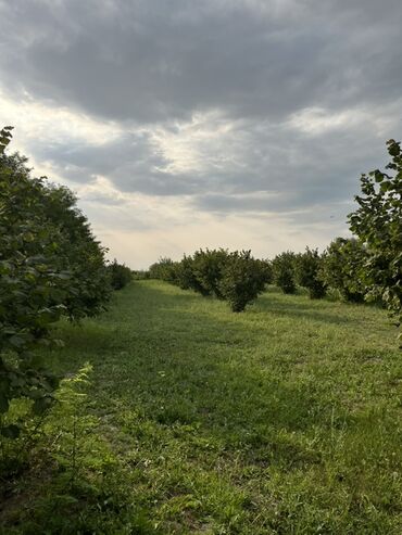 agdasda satilan evler 2021: Şəki, 500 kv. m, 6 otaqlı, Hovuzlu, Qaz, İşıq, Su