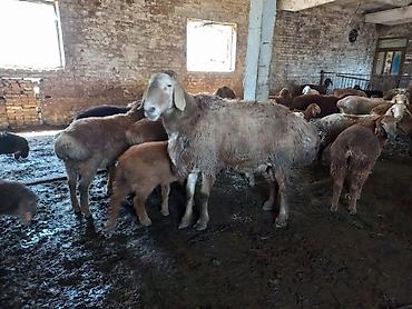 Продажа сельхоз предприятий: Кошара, 1500 соток, Действующий, С оборудованием, Электричество, Канализация, Отопление — 8