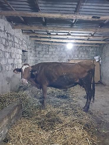 kanada sortu hinduşka: Boğaz qabaş inek — 1