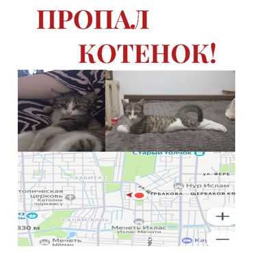объявления о пропаже животных: Пропала : Беспородная, Девочка