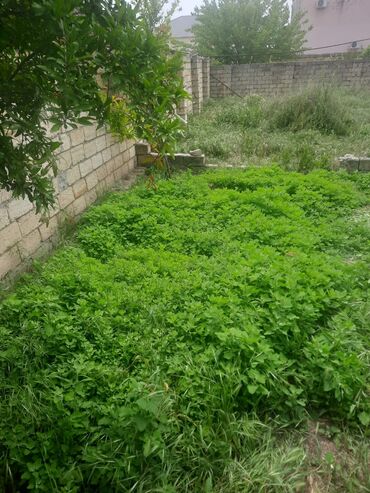 Torpaq sahələrinin satışı: 6 sot, Tikinti -da lalafo.az — 4 Torpaq sahələrinin satışı: 6 sot, Tikinti — 4