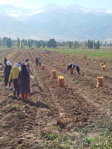 Помидоры: Помидоры Сливки — 4