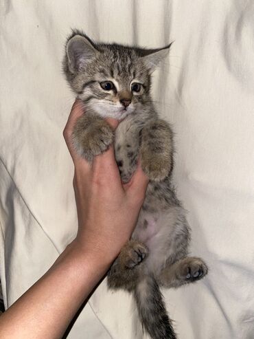 Продажа кошек: 🐾 Отдам котят в самые добрые руки! 🐾 Моим малышам почти 2 месяца