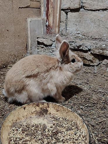 Dovşanlar: 5 dənəsi bir yerdə 80 Azn. Tək tək 20 Azn. Ev dovşanları – dekorativ — 5