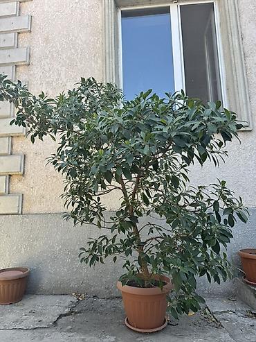 комнатные растения бишкек инстаграм: 🌿 Фикус Микрокарпа, 10 лет 🥰 Высота - 1,70 м. Красивое взрослое — 3