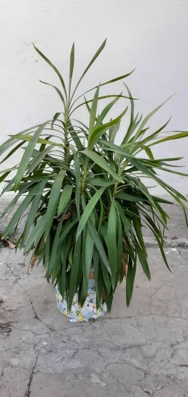 декоративные растения: Юкка, неприхотливое растение
