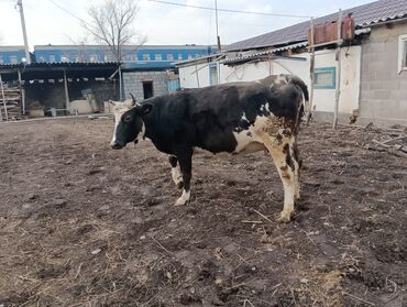 Коровы, быки: Продаю | Корова (самка) | Для молока | После отела — 6