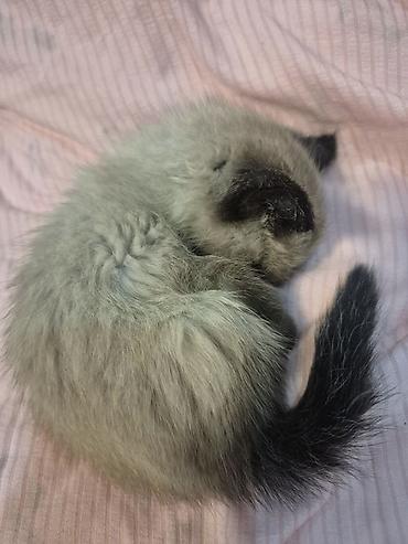 кошки коты котята: 2 месяца, Девочка — 3
