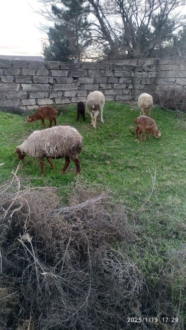 heyvanlar qoyunlar: Dişi, Qala, il: 1, Damazlıq, Ünvandan götürmə