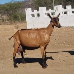 Keçi, çəpiş: Saanen/Anglo-Nubian tipli südlük keçi sürüsü - Fotoşəkillərdə görünən — 3