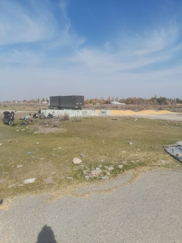 отдам котенка в добрые руки: Кукуруза зерно, очищенная и просушенная - Желтое зерно кукурузы