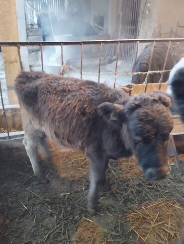 домик для животных: Сатам | Музоо | Бордоп семиртүү үчүн