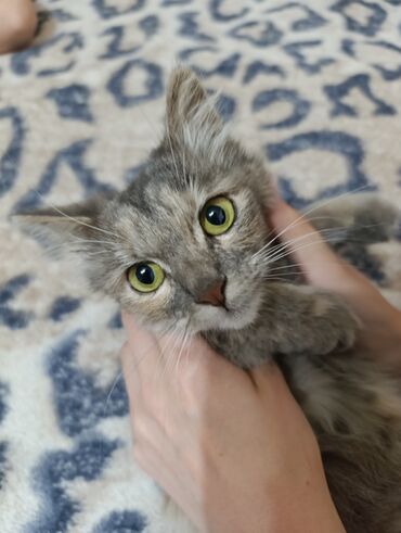 коты на вязку: Кошка даром: Беспородная, 5 месяцев, Девочка