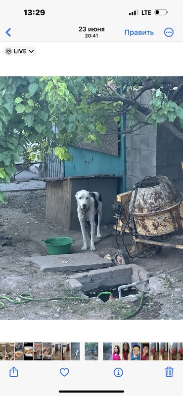 чихуахуа бишкек: Алабай, 2 года, Самка, С прививкой