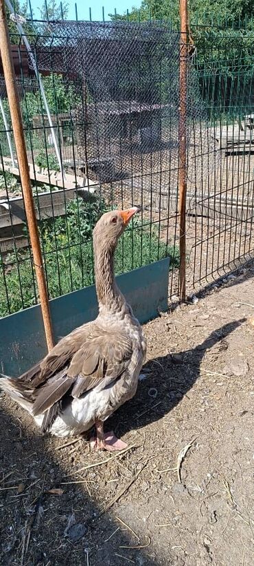 продам птицу: Продаю гуся