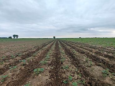 Другие специальности: Талаа иштерине Байкелер, Жигиттер керек суугатка. Кулпунай, Малина — 4