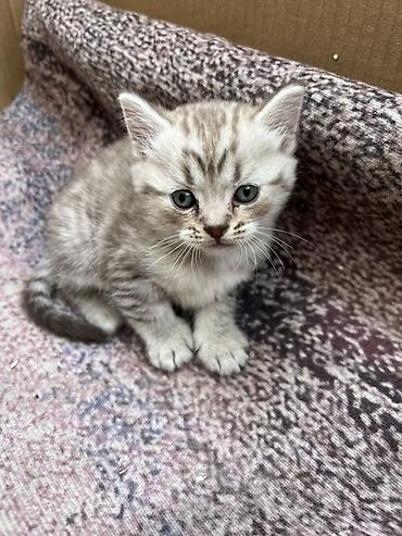 Продажа кошек: Шотландский вислоухий котёнок (Scottish Fold) - Окрас: серебристый — 3