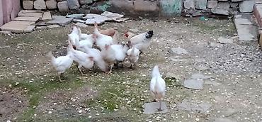 qus yarim tip: 12 ədəd toyuq 2 dənə xoruz satılır yumurtayan toyuqlardı amma hələlik — 3