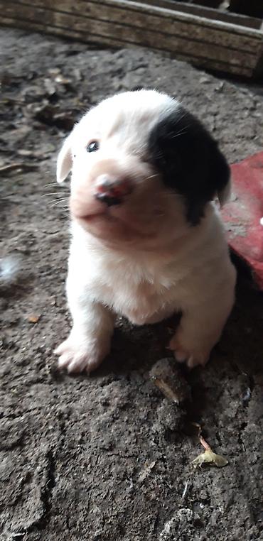 Heyvanlar üçün digər mallar: Zvanok balaları satılır. - Yaş: 1 aylıq - Qidalanma: sərbəst yemək — 10