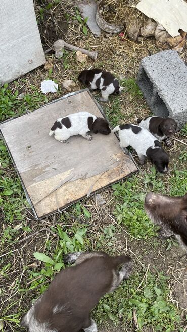 купить охотничью собаку дратхаар: Дратхаар шенки продается 2 девочка 2 кабеля 1 месяц 6тысячи