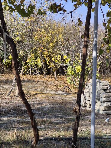 Torpaq sahələrinin satışı: 8 sot, Mülkiyyətçi, Texniki pasport, Kupça (Çıxarış) — 4