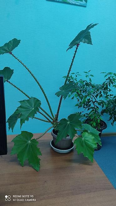 Другой декор и предметы интерьера: Цветы распродажа от 100 сом остатки до 1300 сом. Живу рядом с Дордой — 12