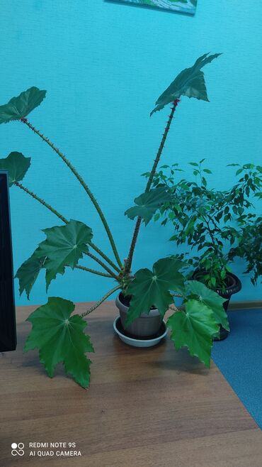 Другой декор и предметы интерьера: Распродажа по 300 сом и выше — 10