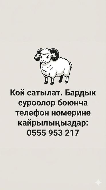Продам с/х животных: Продаю | Баран (самец) | Для разведения — 1