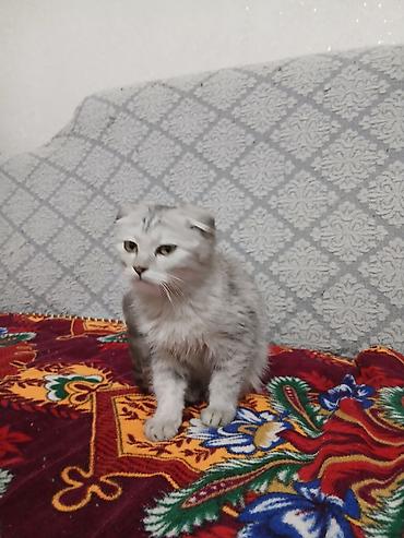 кошки купить бишкек: Шотландская вислоухая кошка (Scottish Fold) - Окрас: серебристый — 2