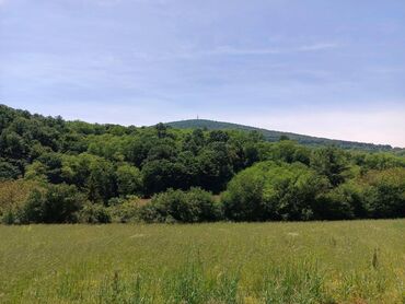 prodaja kuca i vikendica topola i okolina: 13 ares, Vlasnik