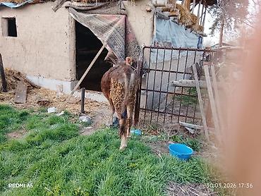 Коровы, быки: Продаю | Тёлка, Музоо, торпок — 5