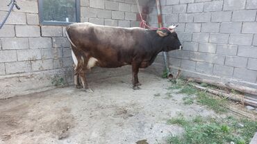 лебединовка быки: Продаю | Корова (самка) | Алатауская | Для молока | Искусственник
