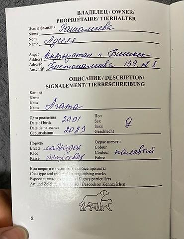 собака золотистый ретривер: Лабрадор-ретривер, 2 года, Самка, С прививкой — 5