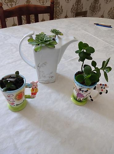 kala: 3 ədəd otaq bitkiləri: pul ağacı (krasula), daş gülü (echeveria) və — 2