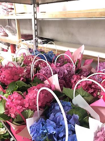 Букеты из живых цветов: Гортензии в декоративных пакетах-кофрах - Композиции из цветущих — 4