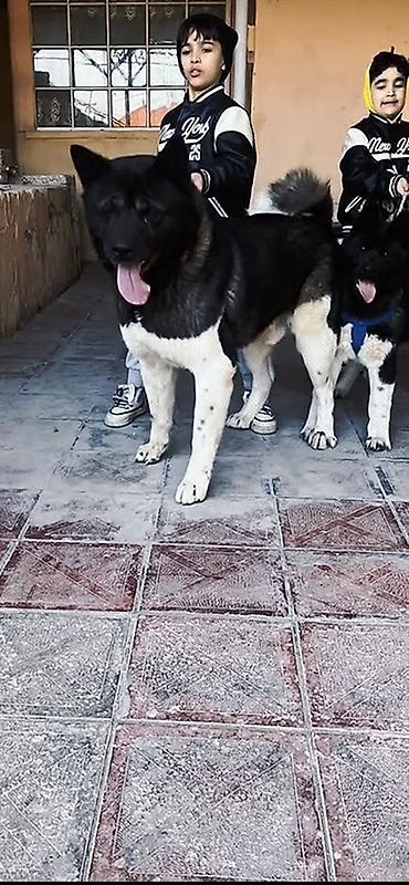pomeranski spic: Akita-inu, 3 il, Erkək, Cütləşmə üçün, Ödənişli çatdırılma — 2