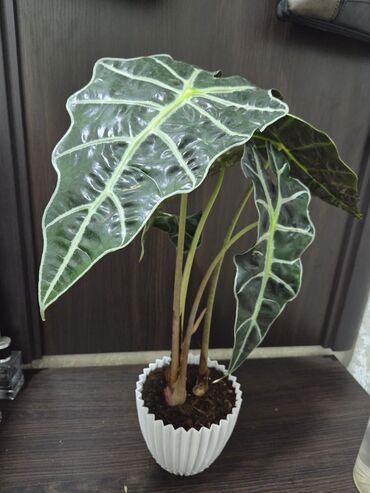 гүл идиш: Комнатное растение Алоказия Полли (Alocasia Polly) в белом горшке. Это